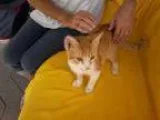 Adopt Pumpkin (special look) a Domestic Short Hair - orange and