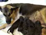 German Shepherd Dog PUPPY FOR SALE ADN-17745 - German shepherd p