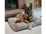Are your furry friends too fat Workshop will discuss obese pets 