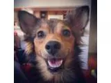 Unknown-Papillon Mix DOG FOR ADOPTION RGADN-328601 - Lieutenant 