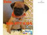Phoebe The Pug