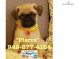 Lucas The Pug