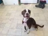 Adopt Martha Washington a Boston Terrier