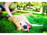 Bullboxer Pit DOG FOR ADOPTION RGADN-35438 - Max - Boxer  Pit Bu