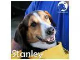 Adopt Stanley a Tricolor (TanBrown and Black and White) Beagle  