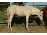 Weanling colt palomino show prospect
