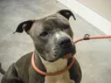 American Pit Bull Terrier DOG FOR ADOPTION RGADN-362328 - 08103 