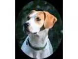 Adopt Gracie a White - with Tan Yellow or Fawn Pointer  Hound (U