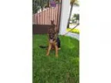 German Shepherd Dog PUPPY FOR SALE ADN-18339 - Highest Quality G