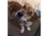 Adopt Loki - NEEDS FOSTER a TanYellowFawn - with White Beagle  M