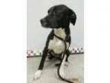 Labrador Retriever-Basset Hound Mix DOG FOR ADOPTION RGADN-31872