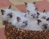 Healthy Rag-doll kittens for sale