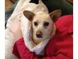 Dorgi DOG FOR ADOPTION RGADN-49838 - Missy - Corgi  Dachshund  M