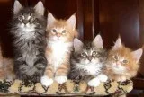 Strong vghjghj Maine c--n kittens for sale