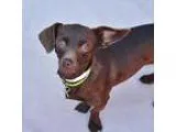 Dachshund DOG FOR ADOPTION RGADN-361167 - Lindor - Dachshund Dog