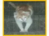 Adopt Baxter a Domestic Medium Hair - orange and white