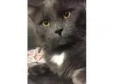 Adopt Thomas-Meet me at Pet Supplies Plus in Bedford a Domestic 