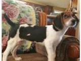 Beagle DOG FOR ADOPTION RGADN-360183 - Kiona - Beagle Dog For Ad