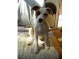 Adopt Precious a Pit Bull Terrier Cattle Dog