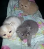 Socialized Persian kittens for sale