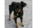 Adopt Carly a Terrier