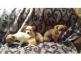 Chihuahua PUPPY FOR SALE ADN-18320 - CHIHUAHUA BABIES BEAUTIFUL 