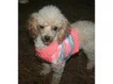 Poodle (Miniature) DOG FOR ADOPTION RGADN-357584 - Kapers - Pood
