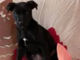 Unknown-Labrador Retriever Mix DOG FOR ADOPTION RGADN-358310 - E