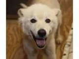 Adopt Maxter a White German Shepherd