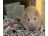 Adopt Albus a Rat Rat