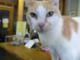 Adopt Patches a Tan or Fawn (Mostly) Domestic Shorthair (short c