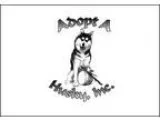 Adopt FOSTER HOMES NEEDED a Siberian Husky