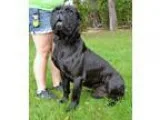 Adopt Bucci a Black Cane Corso  Mixed dog in Michigan City IN (1
