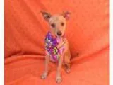 Adopt Jemma a RedGoldenOrangeCh estnut Italian Greyhound  Mixed 