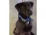 Adopt Dunn a Black - with Gray or Silver Labrador Retriever  Mix