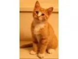 Adopt Manning a Orange or Red (Mostly) Domestic Shorthair  Mixed