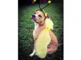 Unknown-Boxer Mix DOG FOR ADOPTION RGADN-236292 - Sassy - Boxer 