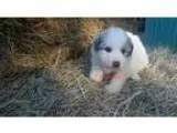 Great Pyrenees PUPPY FOR SALE ADN-17851 - Great Pyrenees Puppy