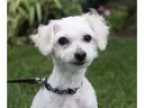 Adopt SHELDON a White - with Red Golden Orange or Chestnut Poodl