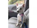 American Eskimo Dog DOG FOR ADOPTION RGADN-343227 - Daisy of MD 