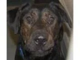 Adopt King a German Shepherd Dog Labrador Retriever