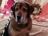 Tibetan Mastiff DOG FOR ADOPTION RGADN-358714 - Dozer - Tibetan 