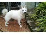 American Eskimo Dog DOG FOR ADOPTION RGADN-174679 - Diamond of P