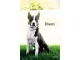 Border Collie-Akita Mix DOG FOR ADOPTION RGADN-335476 - Dixon - 