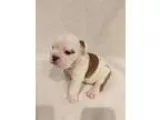 Bulldog PUPPY FOR SALE ADN-18511 - English Bull Dog