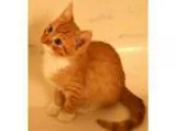 Adopt Brady a Orange or Red (Mostly) Domestic Shorthair  Mixed (
