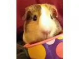 Adopt Blondie a Multi Guinea Pig (short coat) small animal in Be