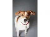 Adopt Daisy a Beagle