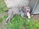 American Pit Bull Terrier DOG FOR ADOPTION RGADN-151106 - 1603-0