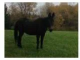 Daisy - Horse for Sale in Edmore Michigan